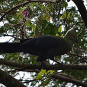 "Livingstone´s Turaco" St. Lucia, South Africa